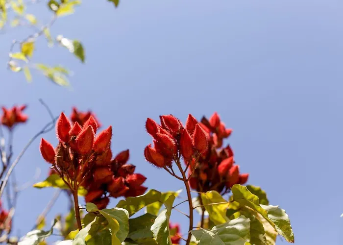 Condomínio Shambala Piri